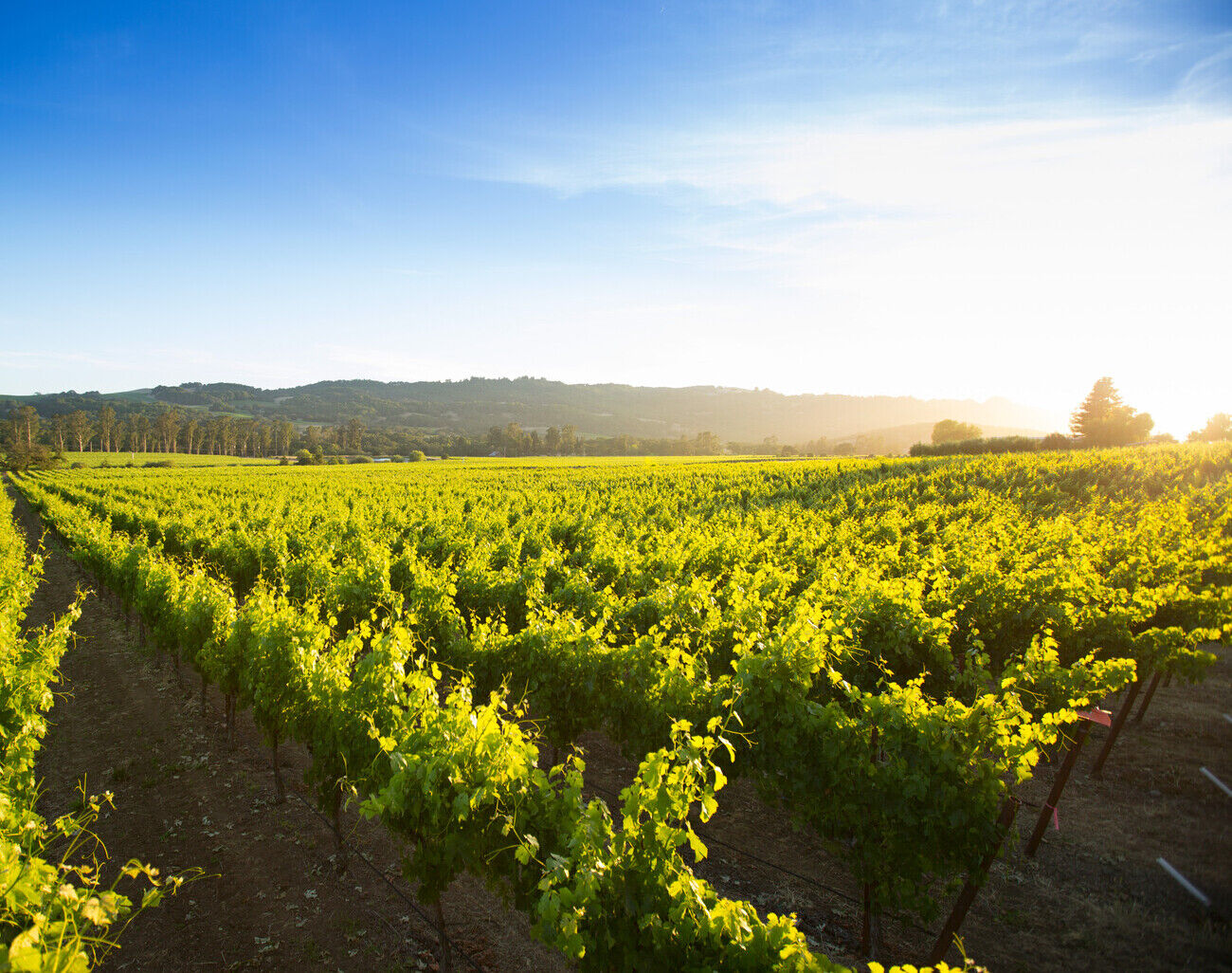 Bennett Valley vineyard landscape